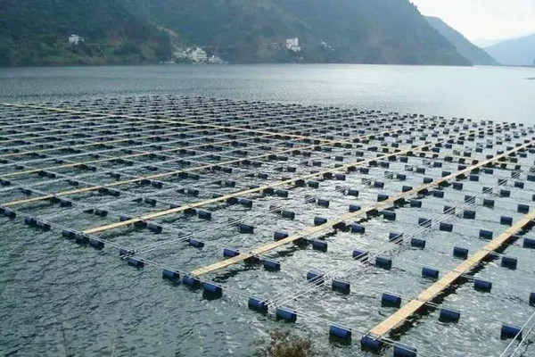 水產養殖中使用沸石粉可以增產嗎？-國投盛世