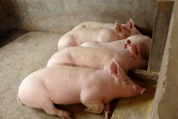 肉豬想要健康快速生長，沸石一定要了解一下