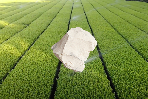 增產茶葉用天然沸石是否可行？