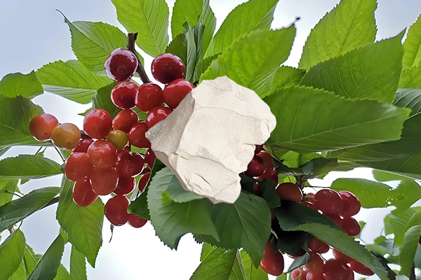 想為櫻桃增產(chǎn)用天然沸石怎么樣？-國投盛世