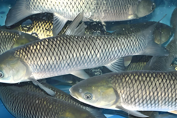 天然沸石在養(yǎng)殖草魚時(shí)的作用如何？-國(guó)投盛世