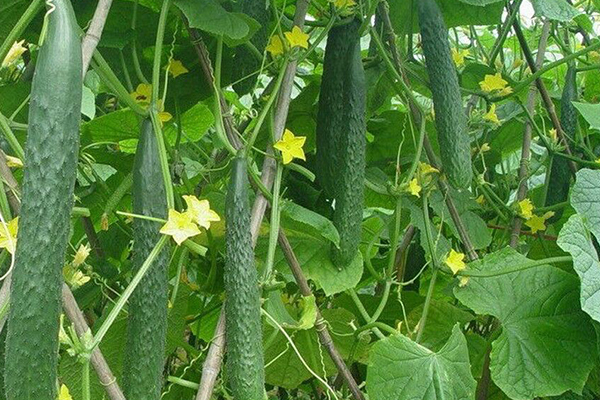 種植黃瓜為什么要用沸石？-國投盛世