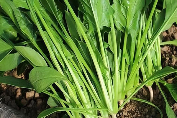 沸石能否對菠菜的種植進行增產？