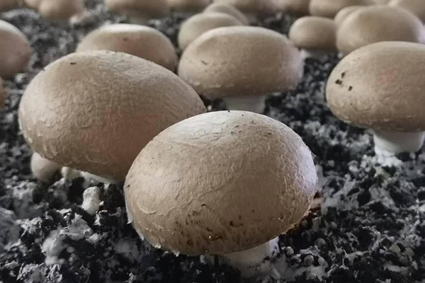 種蘑菇時(shí)加入沸石真的能夠有效提升產(chǎn)量嗎？