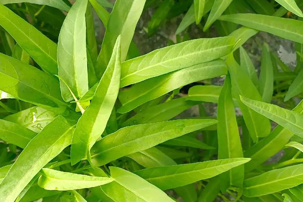 沸石能否助力空心菜產量提升？