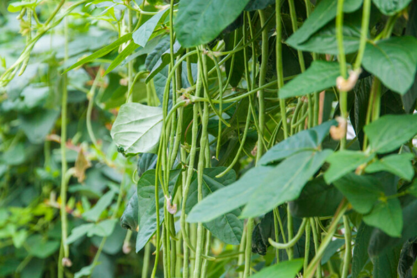 沸石能提升豇豆種植效果嗎？-國(guó)投盛世