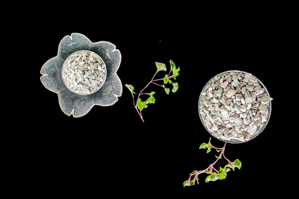 沸石能提升豇豆種植效果嗎？-國(guó)投盛世
