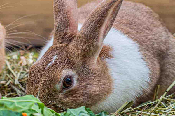 沸石在家兔飼料中應用效果如何？