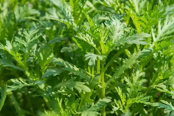 為什么種植茼蒿時加入沸石能增產？