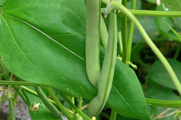種植四季豆時加入沸石能提高產量嗎？-國投盛世
