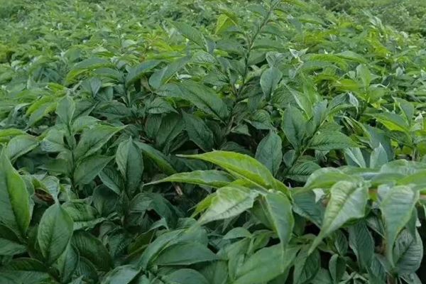 種植魔芋時(shí)加入沸石能提高產(chǎn)量嗎？