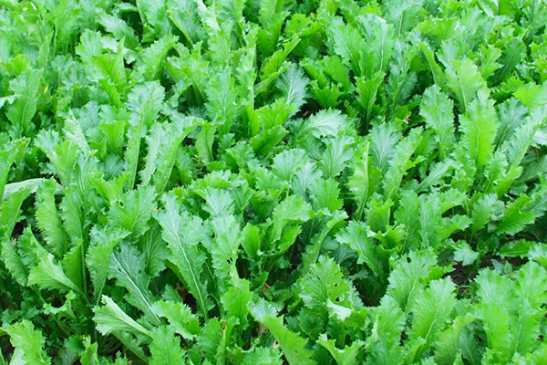 種植雪里蕻時加入沸石能提升產量嗎？