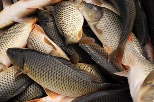 養(yǎng)殖鯉魚時(shí)添加沸石能帶來哪些好處？-國投盛世