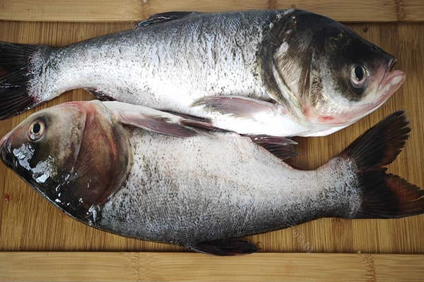 養胖頭魚時加入沸石能提升養殖效果嗎？