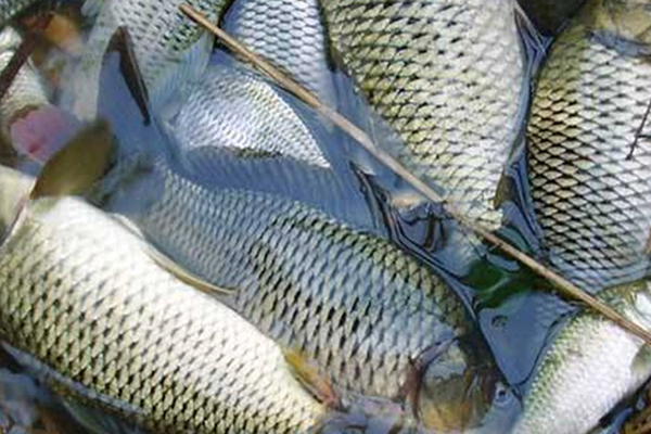 養(yǎng)淡水魚時(shí)添加沸石能提升水質(zhì)嗎？