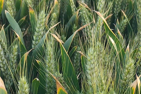 小麥種植時何時添加沸石效果最好？-國投盛世