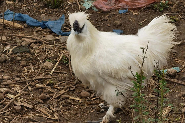 為什么飼養(yǎng)烏雞時加入沸石能改善效益？-國投盛世