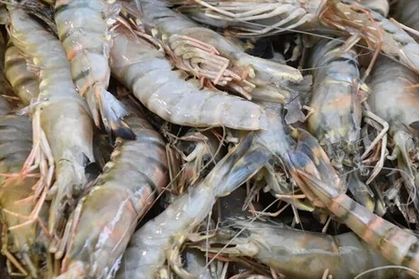 為什么魚蝦養殖加入沸石能優化水質？