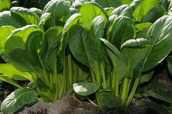 菠菜種植階段能使用沸石嗎？