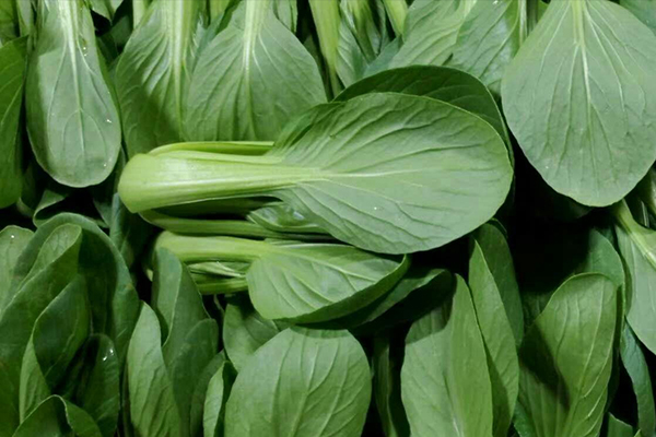 種植小油菜使用沸石能增產嗎？