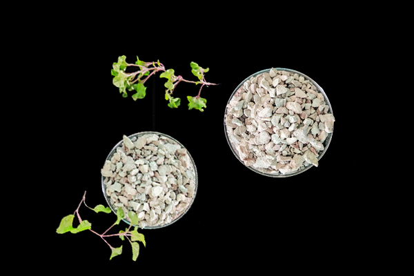 種植小油菜使用沸石能增產嗎？